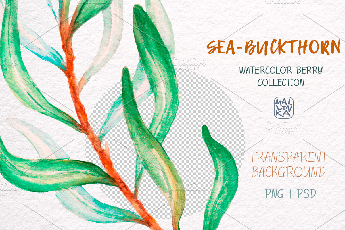 Sea-buckthorn, watercolor collection, an Illustration by Mallinka (Photo 8 of 11)