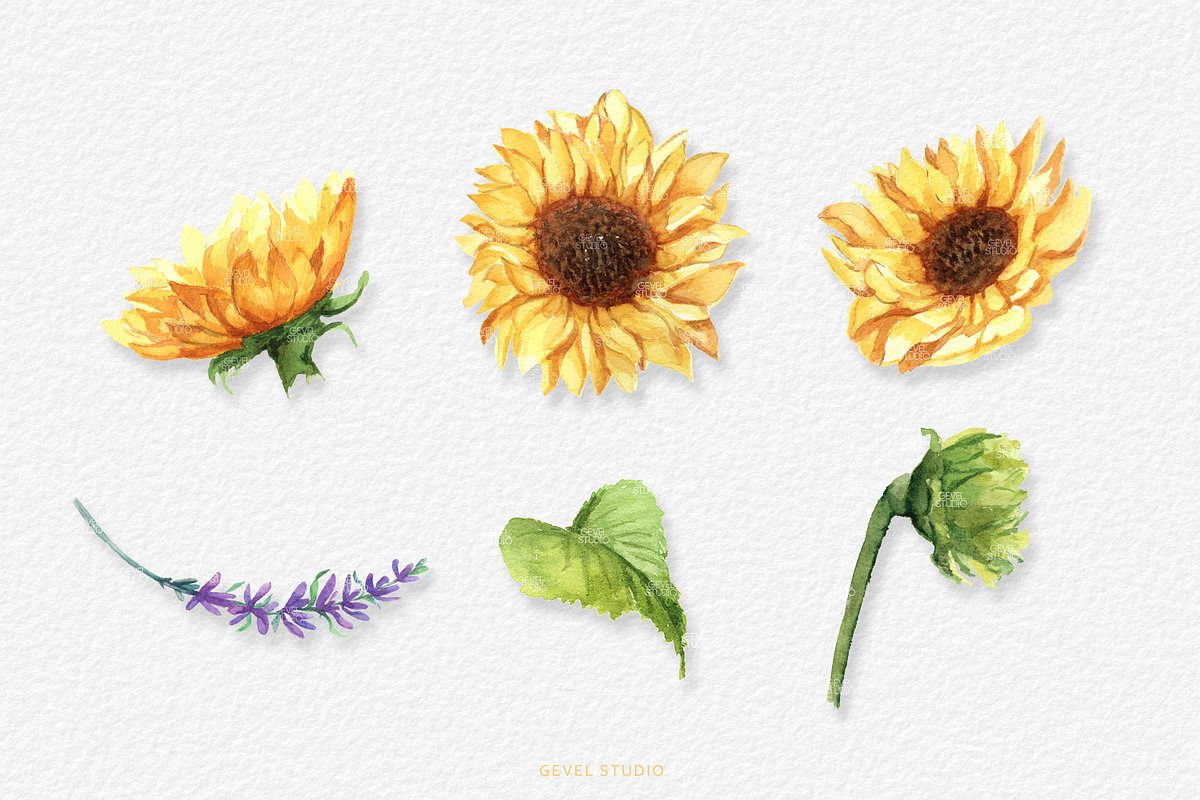 Honey Bee and Wild Flowers clipart, an Illustration by GevelStudio (Photo 4 of 12)