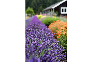 Purple lavender and colorful flowers, an Animal Photo by Lermont51