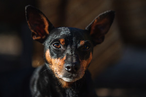 Close Up Portrait of Small Dog in Natural Light, an Animal Photo by Red Hot Chili Pepper Shop