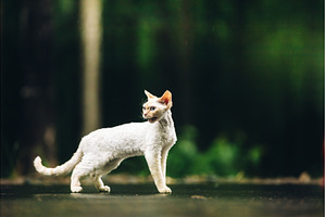 Devon Rex Cat With White Fur Color, an Animal Photo by Our Amazing World