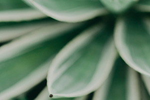 Minimalist Agave Leaf Tip Portrait, a Nature Photo by René Jordaan Photography