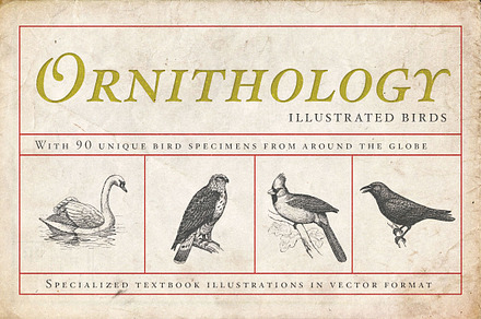 Ornithology Bird Illustrations