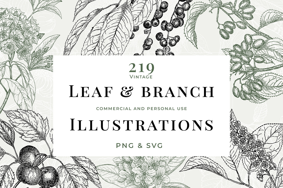 Vintage Leaf & Branch Illustrations, a Decorative Illustration by Century Library (Photo 1 of 9)