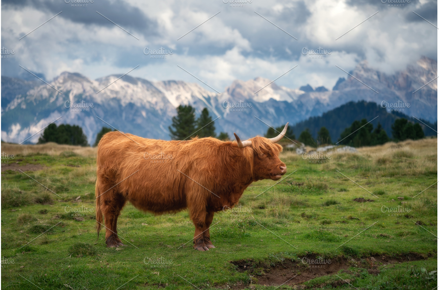 Scottish Highland cow with long, an Animal Photo by den-belitsky