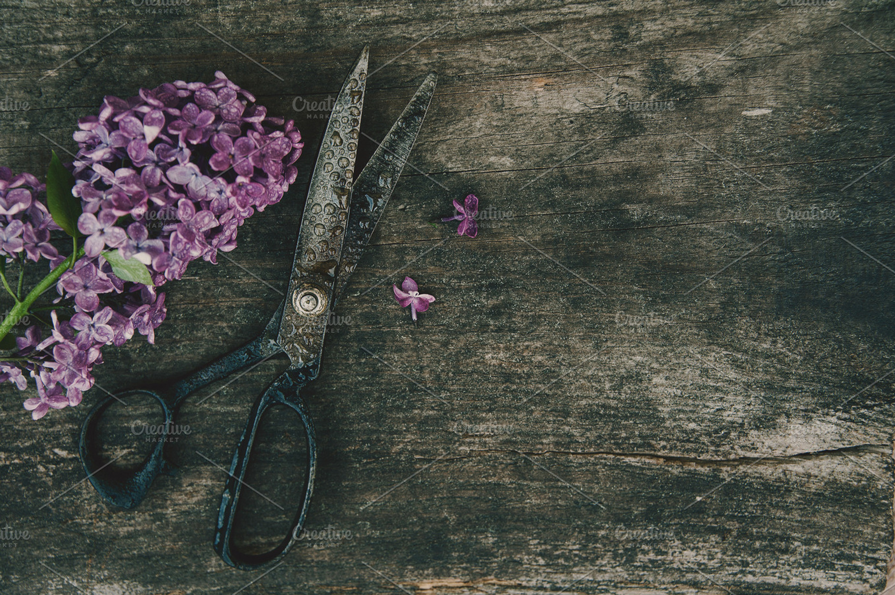 bunch of lilac, a Nature Photo by Nat Studio