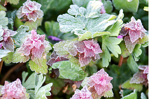 Purple Dead-nettle Lamium purpureum, a Nature Photo by Pakosta
