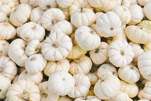 Autumn white pumpkins background, a Nature Photo by hitdelight