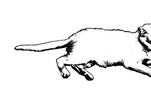 Isolated graphic of a white male cat lying, an Animal Illustration by DanFLCreativo
