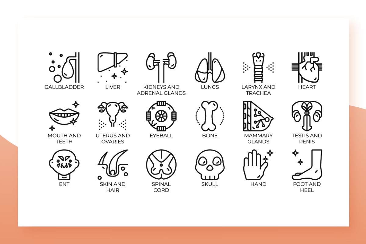 Cells & Organs icons, an Outline Icon by Becris (Photo 3 of 3)