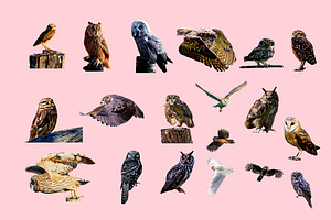 40 Owl Photo Overlay