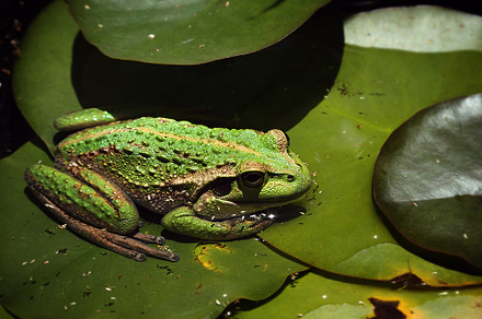 Frog in a pond photograph
