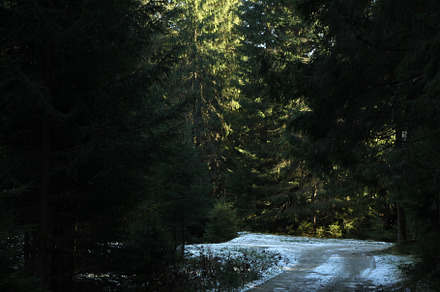 Forest in Carpathian mountains in autumn day with snow, a Nature Photo by AtlasStudio PRO
