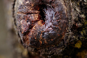 Macro shot of natural sweet cherry tree resin dripping from the bark. Close-up, a Nature Photo by Rohan Photography