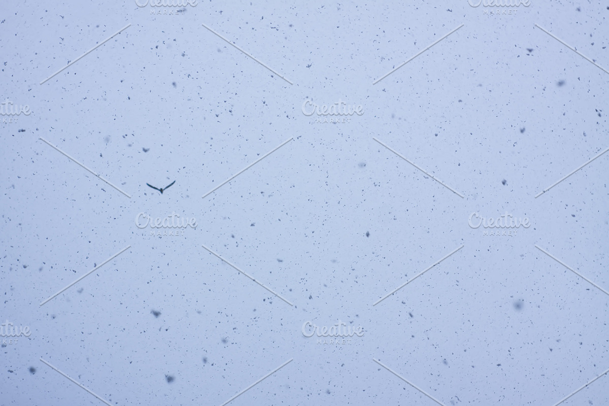 Snowfall textures and overlays, a Nature Photo by pictures for you (Photo 8 of 15)