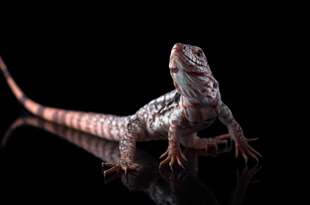 Argentine Red Tegu Lizard, an Animal Photo by AnimalArt