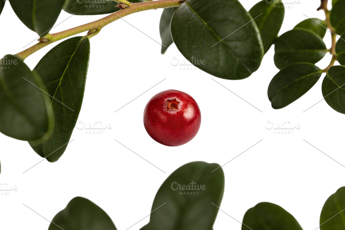 All Fruits Bundle Master Collection, a Food & Drink Photo by FlyeredTemplate (Photo 7 of 130)