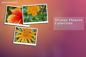 Pack of Orange flowers(9 images), a Photo by Lens of Hom
