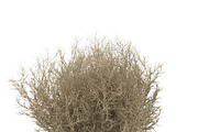 Tumbleweed, an Environmental 3D Model by AndrewWhite (Thumbnail 5 of 9)