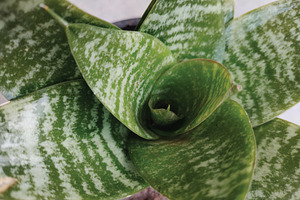 Dwarf snake plant Sansevieria pic, a Nature Photo by LogosDen