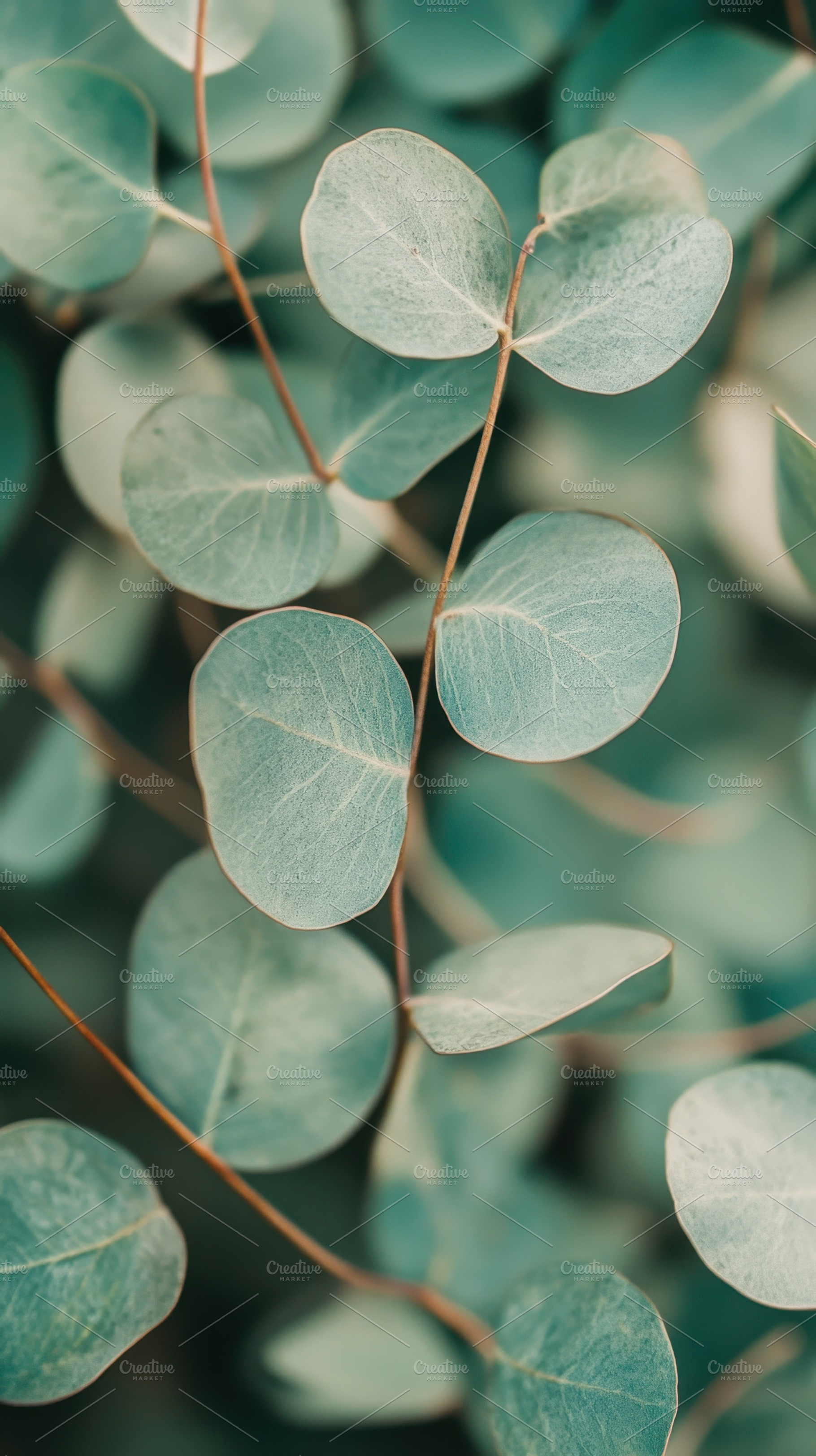 Eucalyptus leaves beauty, a Photo by Beautiful things