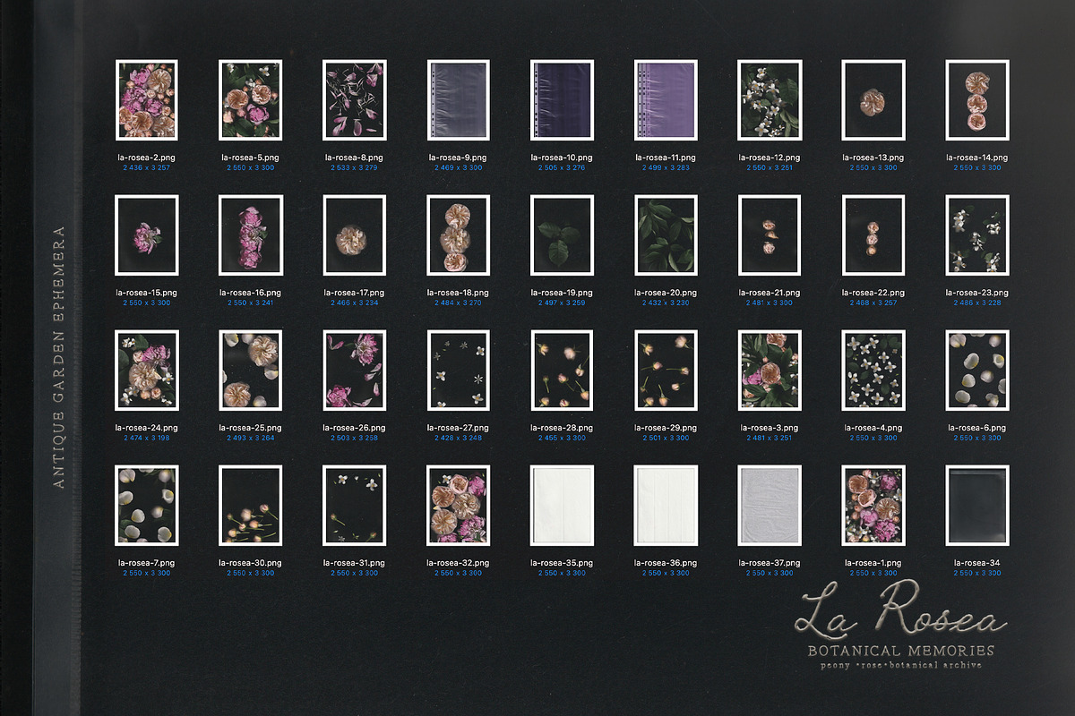 La Rosea — Botanical Floral Ephemera, a Background Graphic by nadispasibenko (Photo 8 of 8)