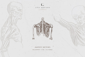 LEONARDO DA VINCI ANATOMY SKETCHES