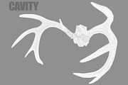 Deer Horns, an Animal 3D Model by Beatheart Creative Studio (Thumbnail 8 of 17)