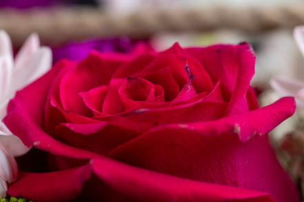 a gift bouquet of flowers for congratulations, a Photo by MyPhotos