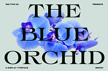 TAN - THE BLUE ORCHID