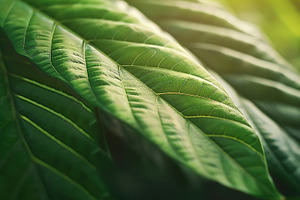 background of green leaf dense fores, a Background Photo by Maylianaw28