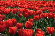 Vibrant Red Tulips in Full Bloom, a Nature Photo by Silent Nature (Thumbnail 2 of 4)