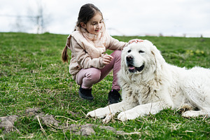 Little girl petting a large white dog on a grassy field showing gentle friendsh, a Person Photo by AS photostudio
