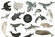 AQUATALES | 170+ elements, an Animal Illustration by Oksana Stepova (Thumbnail 16 of 19)