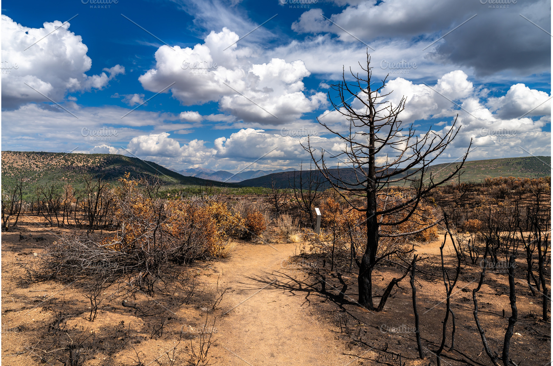 Wildfire burn scar in Black Canyon, a Nature Photo by Leonid Andronov
