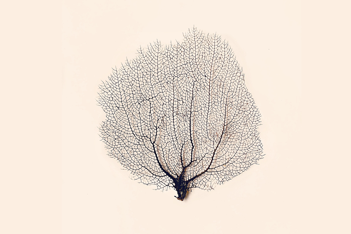 Sea Coral, a Nature Photo by The Free Creatives (Photo 1 of 2)