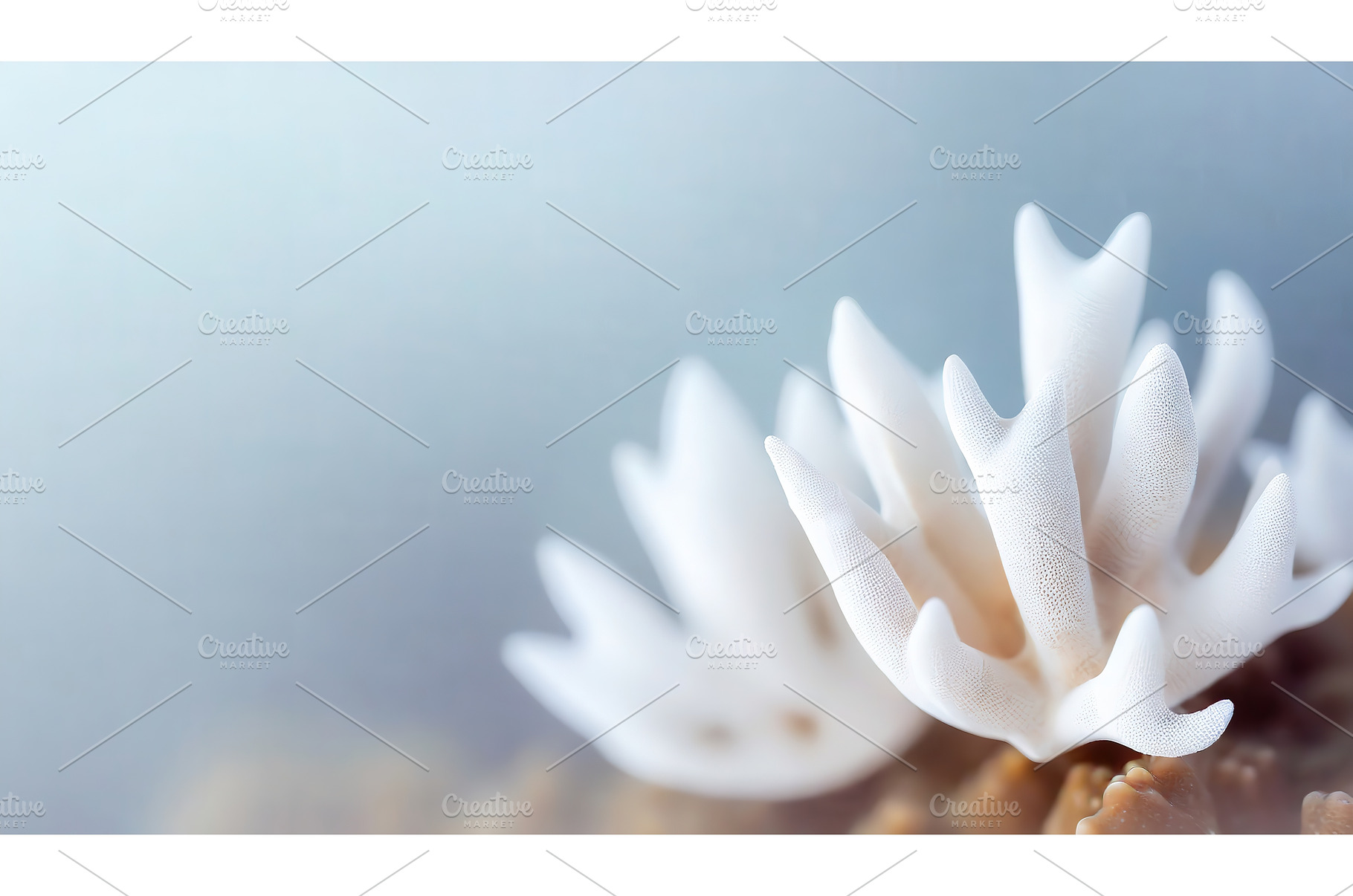 Close-up view of soft white coral, a Nature Photo by Igor Tichonow