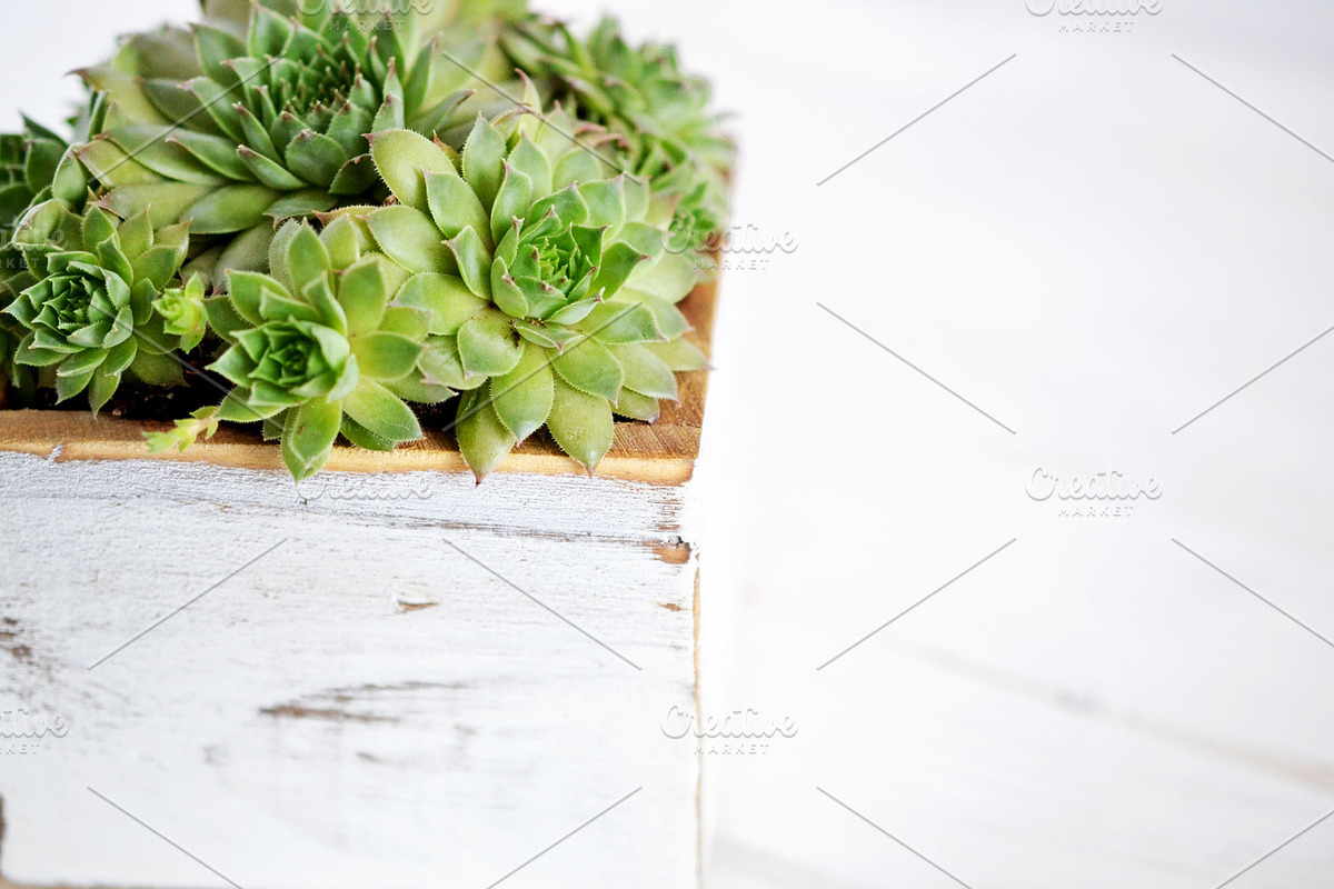 Succulent Planter Stock Photos, an Abstract Photo by Greenleaf Images (Photo 4 of 6)