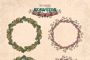 Seaweeds