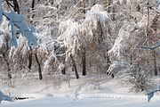 Winter landscape with a pond stock photo containing landscape and tree, a Nature Photo by Alexander62 (Thumbnail 1 of 2)