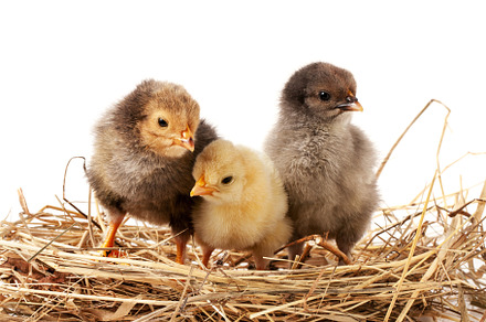 Three baby chicken in the straw nest featuring small, feather, and egg, an Animal Photo by NataPhoto