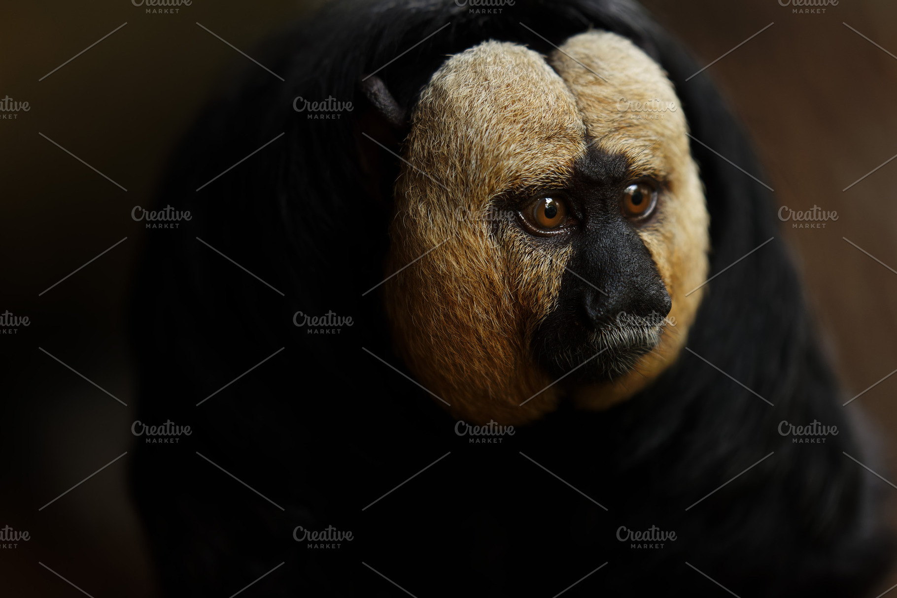 White-faced saki monkey with a seren, a Photo by Perpis