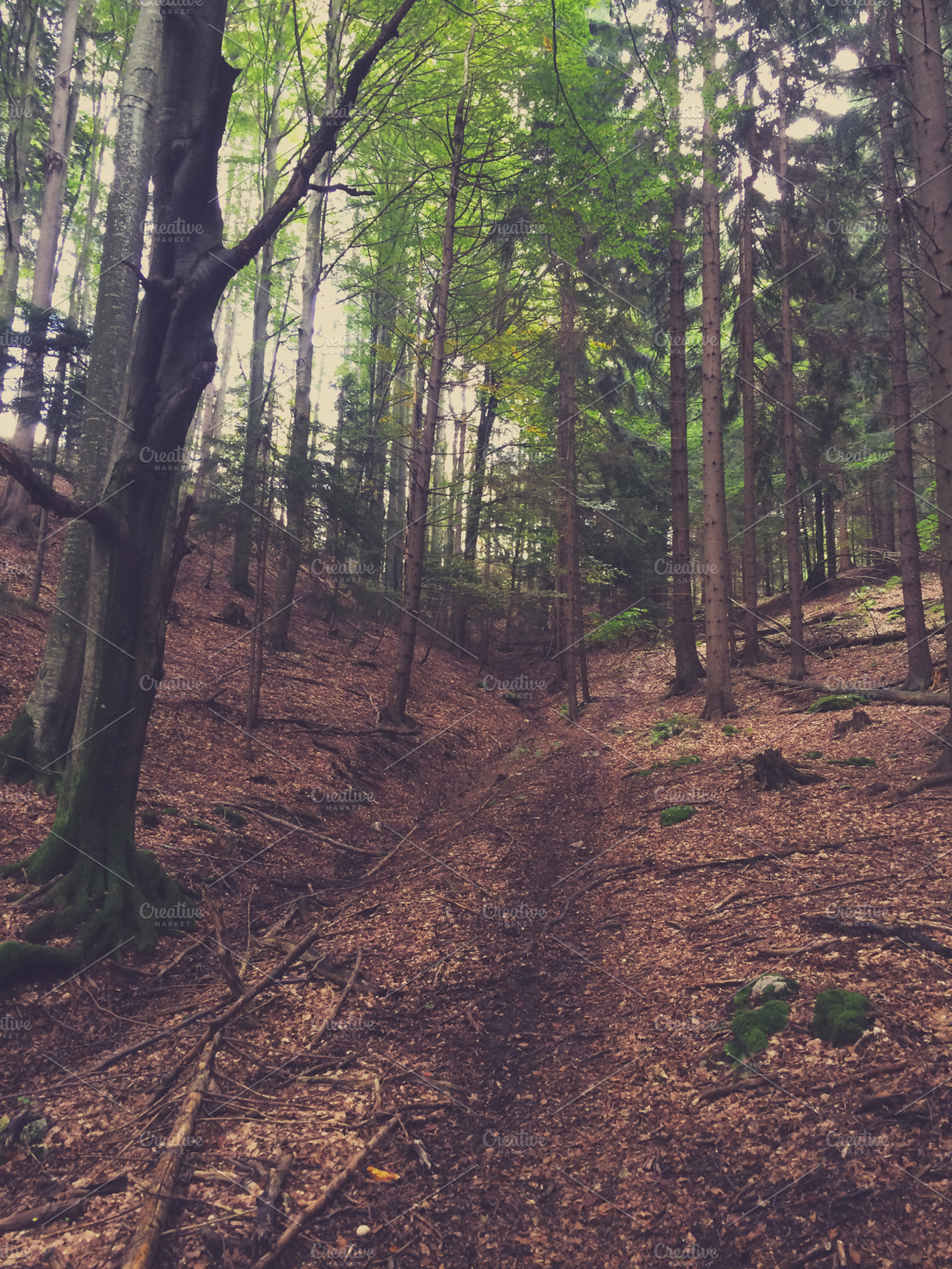 Path In The Forest Containing Forest Path And Mystic