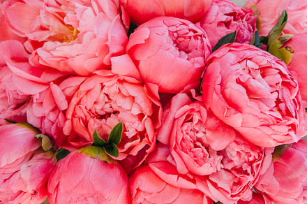 Coral and pink peony background featuring peony, peonies, and close up peony