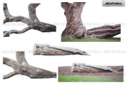 Old Tree Trunk Photo Overlays, an Object Graphic by MixPixBox (Thumbnail 3 of 3)