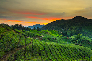 Sunrise at tea plantation featuring sunrise, tea, and plantation