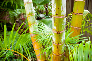 Palm Tree Jungle, a Nature Photo by THP Creative