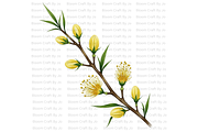 Australian Wildflower- Golden Wattle, a Decorative Illustration by Bloom Craft Creations (Thumbnail 9 of 10)