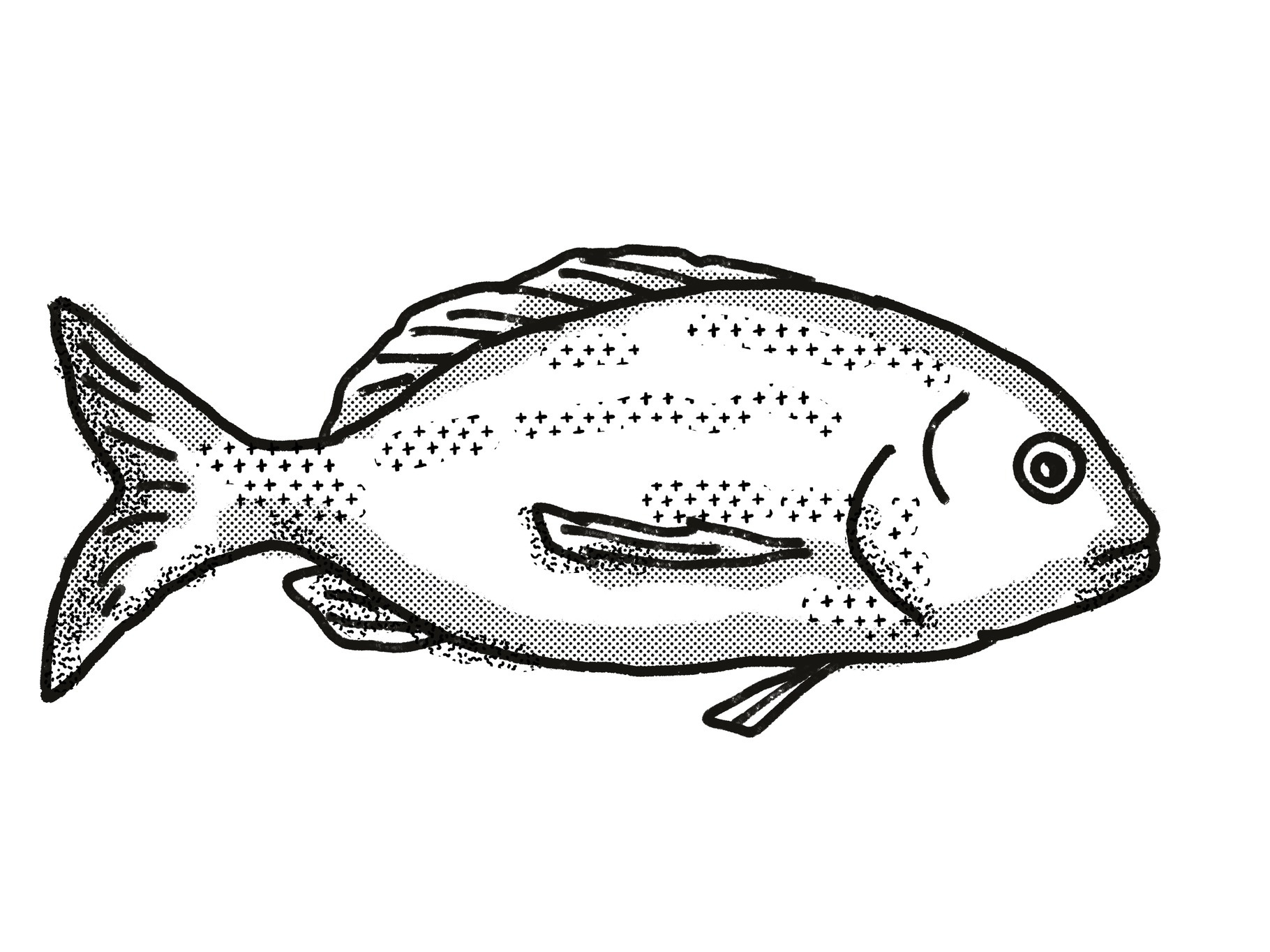 Yellowfin Bream Australian Fish, a Photo by patrimonio