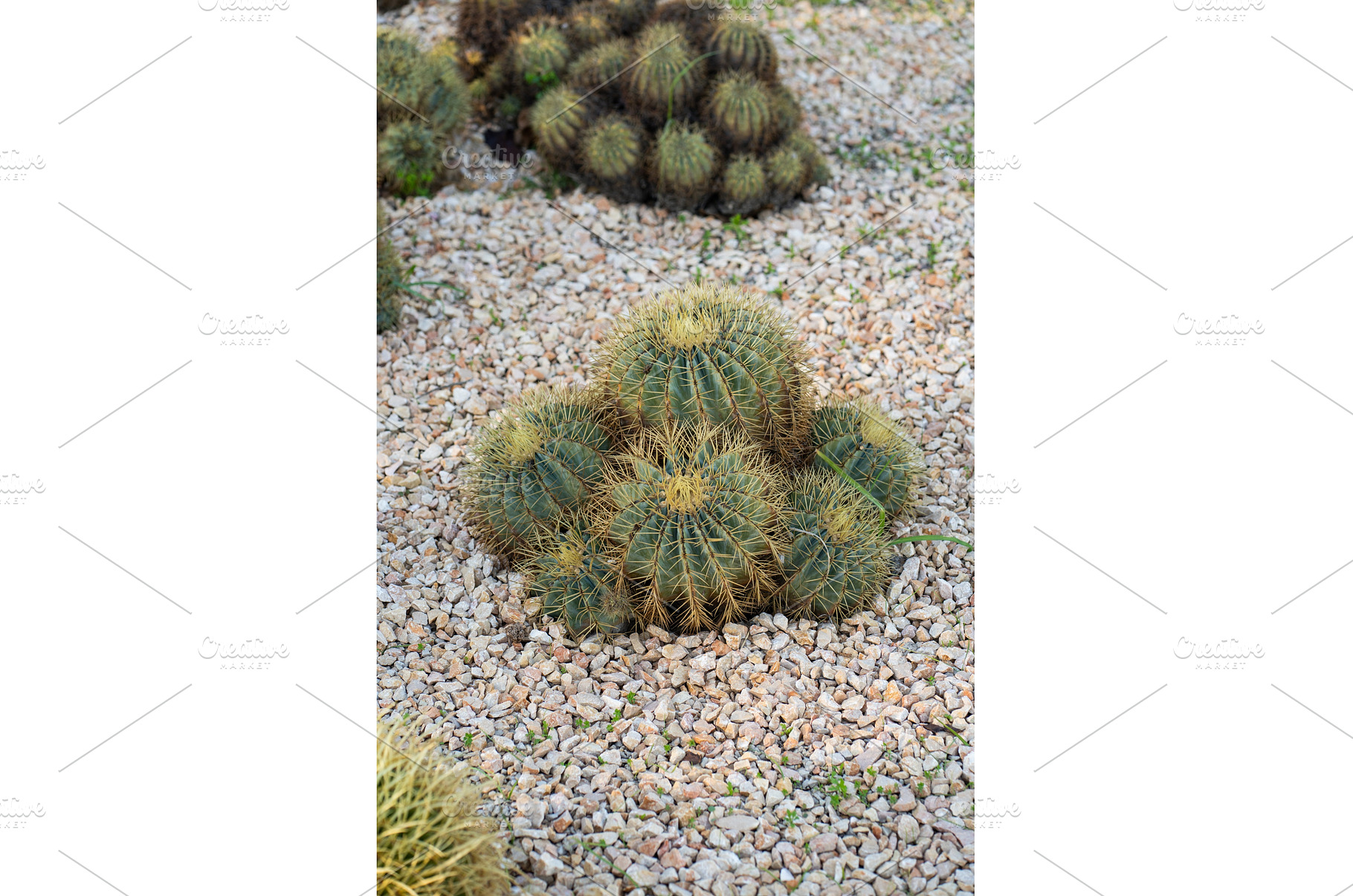 Golden barrel cacti in a xeriscape, a Nature Photo by volodymyrshtun13795